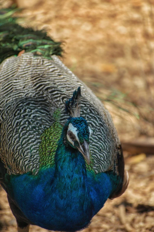 a peacock that is standing in the dirt, up close, on display, over his shoulder, bird poo on head