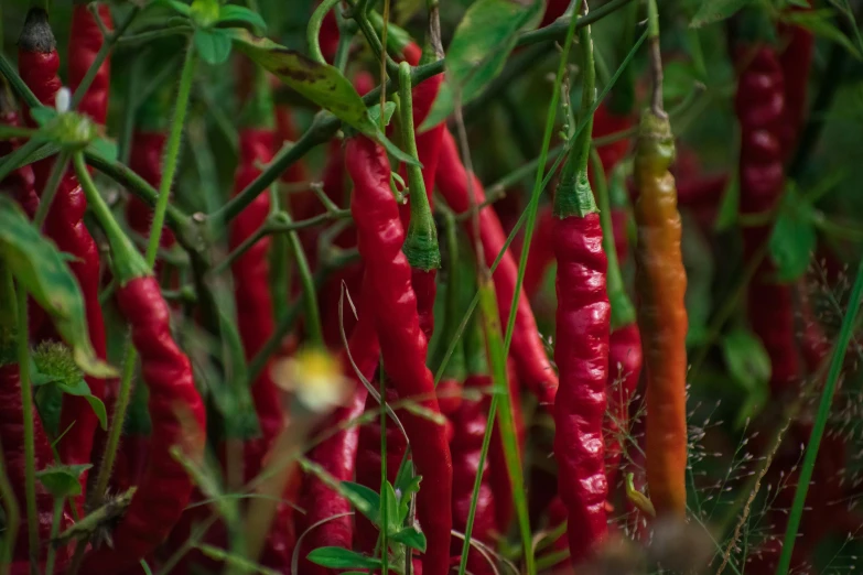 a close up of a bunch of red chili peppers, by Daniel Lieske, renaissance, avatar image, vibrant vegetation, sichuan, shot on nikon z9
