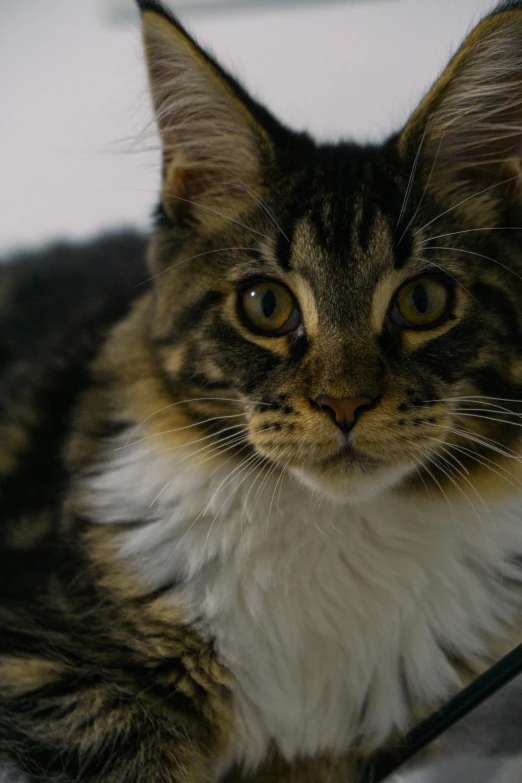 a close up of a cat laying on a bed, unsplash, photorealism, fierce expression 4k, ultra detailed”, maine coon, hyperdetailed!