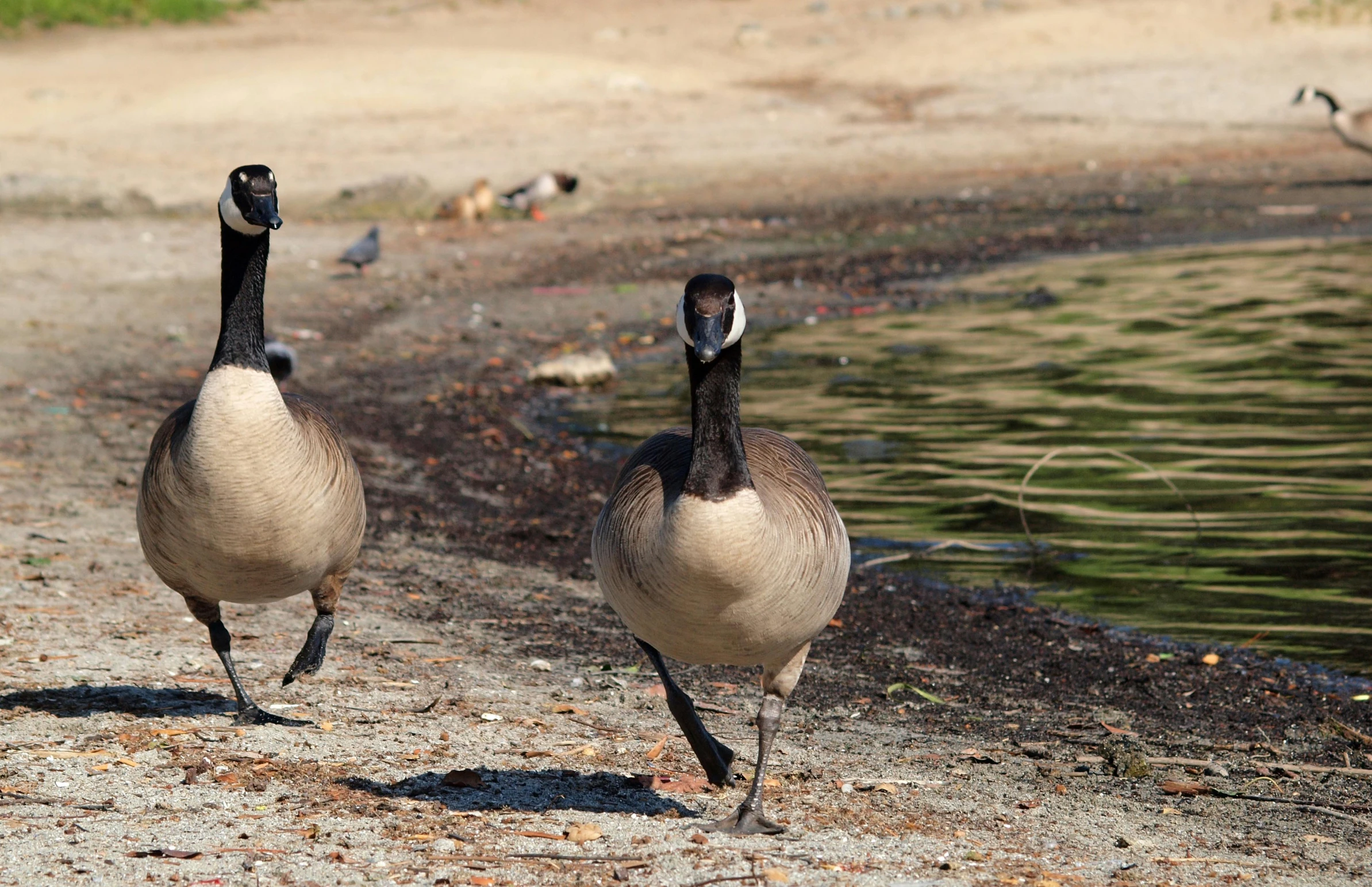 two geese walking next to a body of water, walking towards the camera, lynn skordal, two male, male and female