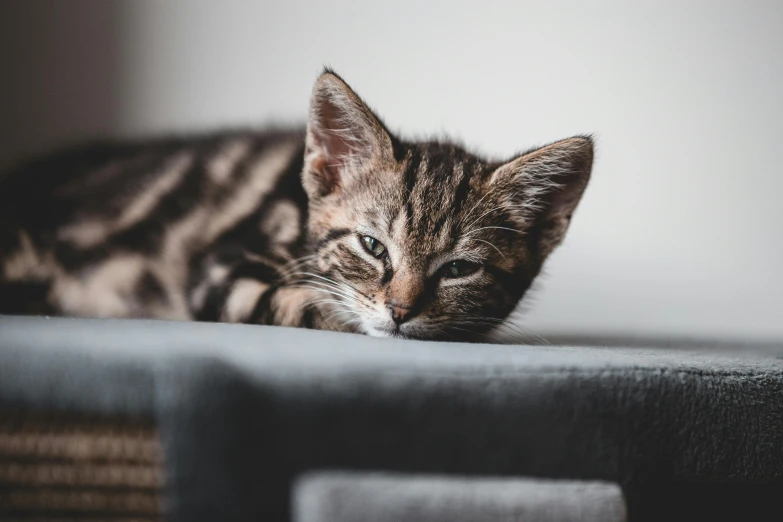 a close up of a cat laying on a couch, a picture, trending on pexels, tired half closed, portrait of a kitten, aaaaaaaaaaaaaaaaaaaaaa, gif