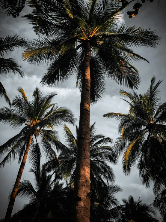 a group of palm trees against a cloudy sky, by Adam Marczyński, unsplash contest winner, sumatraism, dark background”, ((trees)), coconuts, ilustration