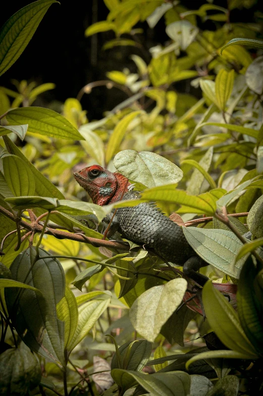 a lizard sitting on top of a tree branch, by Gwen Barnard, pexels contest winner, sumatraism, amongst foliage, red scales on his back, grey, slide show