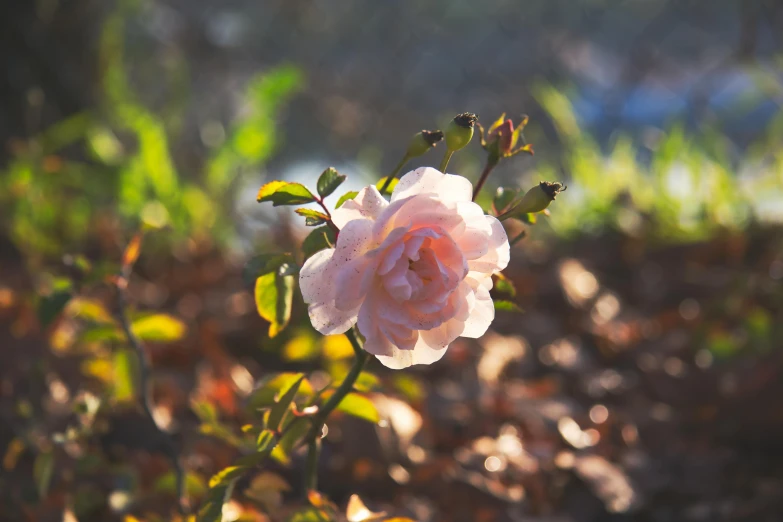 a flower in the midst of foliage in the sun