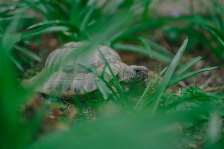 a turtle that is standing in the grass, pexels contest winner, sustainable materials, amongst foliage, gray, emerald