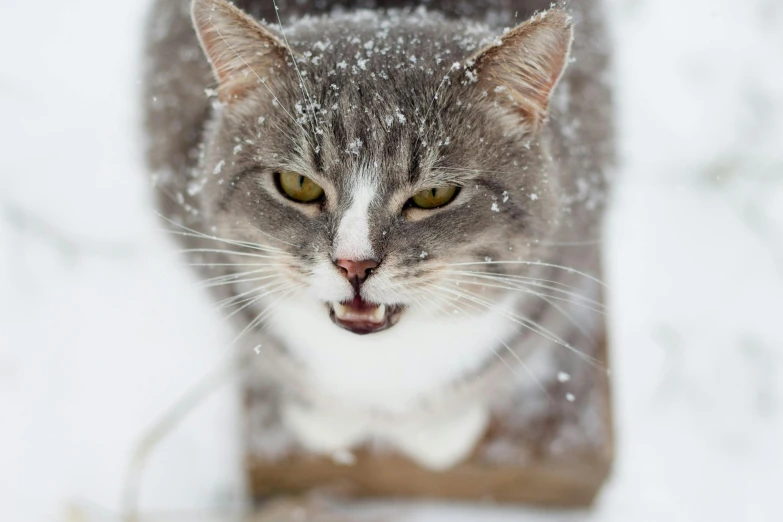 a gray and white cat standing in the snow, pexels contest winner, auto-destructive art, clenching teeth, a wooden, avatar image, getty images