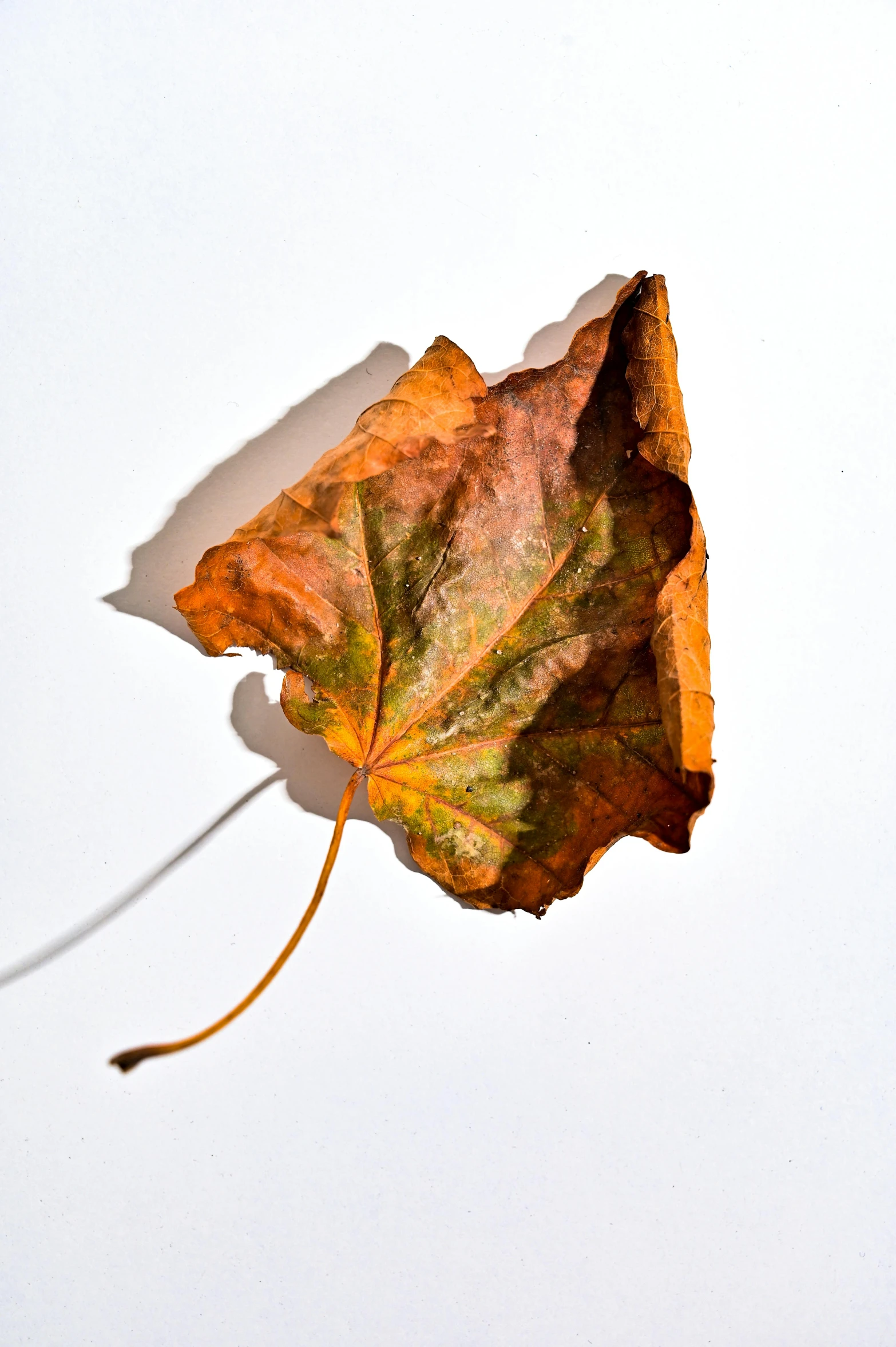 a close up of a leaf on a white surface, an album cover, by David Simpson, pexels, vine, autumn color, stockphoto, a colorful