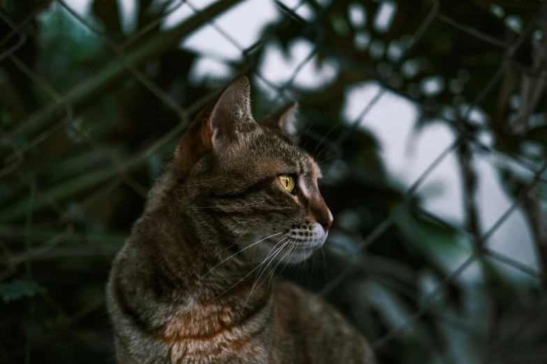 a close up of a cat behind a fence, next to a plant, regal pose, shot with sony alpha, profile shot