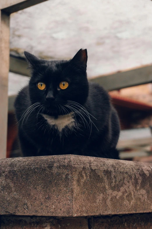 a black cat sitting on top of a wooden chair, by Niko Henrichon, pexels contest winner, large yellow eyes, fierce expression 4k, hiding in the rooftops, mixed animal