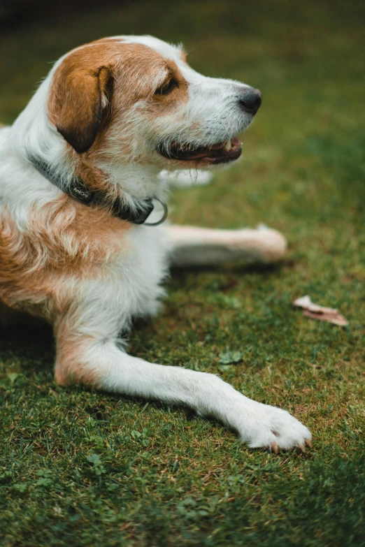 a brown and white dog laying on top of a lush green field, a portrait, unsplash, wearing steel collar, furry paws, programming, analogue