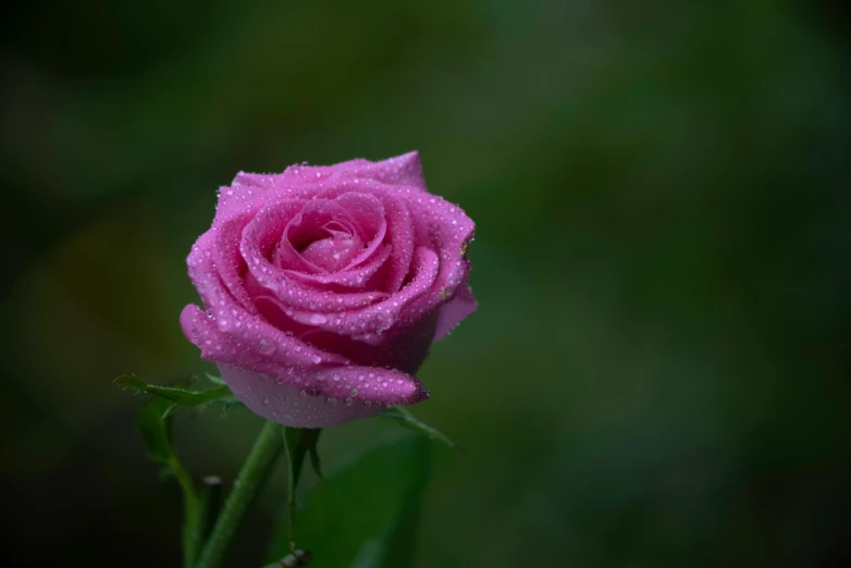 a single pink rose with water droplets on it, by Reuben Tam, unsplash, detailed realistic 8 k, purple, 4 k smooth, emerald