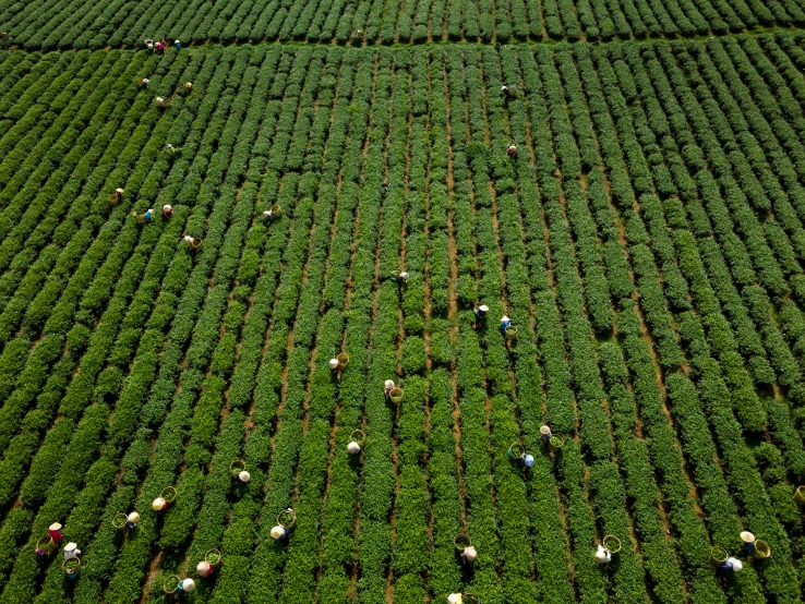 a large field of green plants and small animals