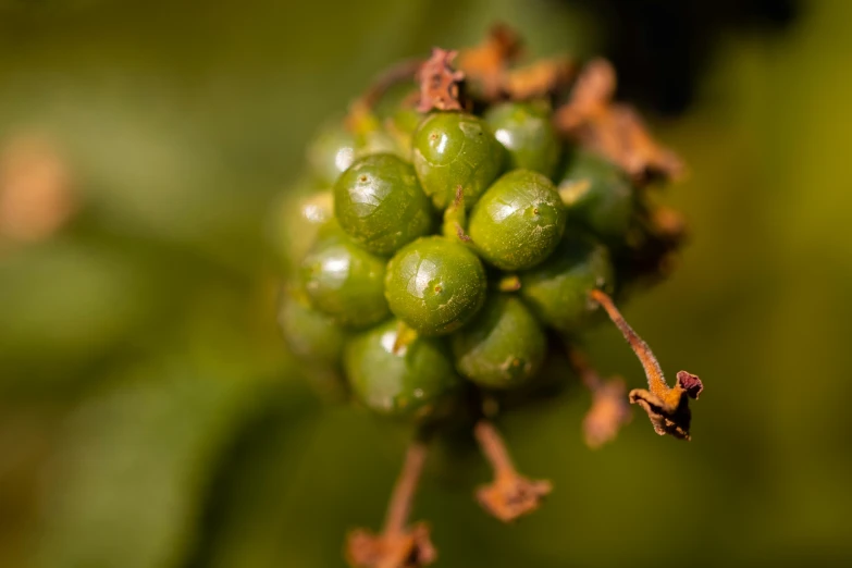 a close up of a bunch of green berries, a macro photograph, by Thomas Häfner, unsplash, shot on sony a 7 iii, portrait photo