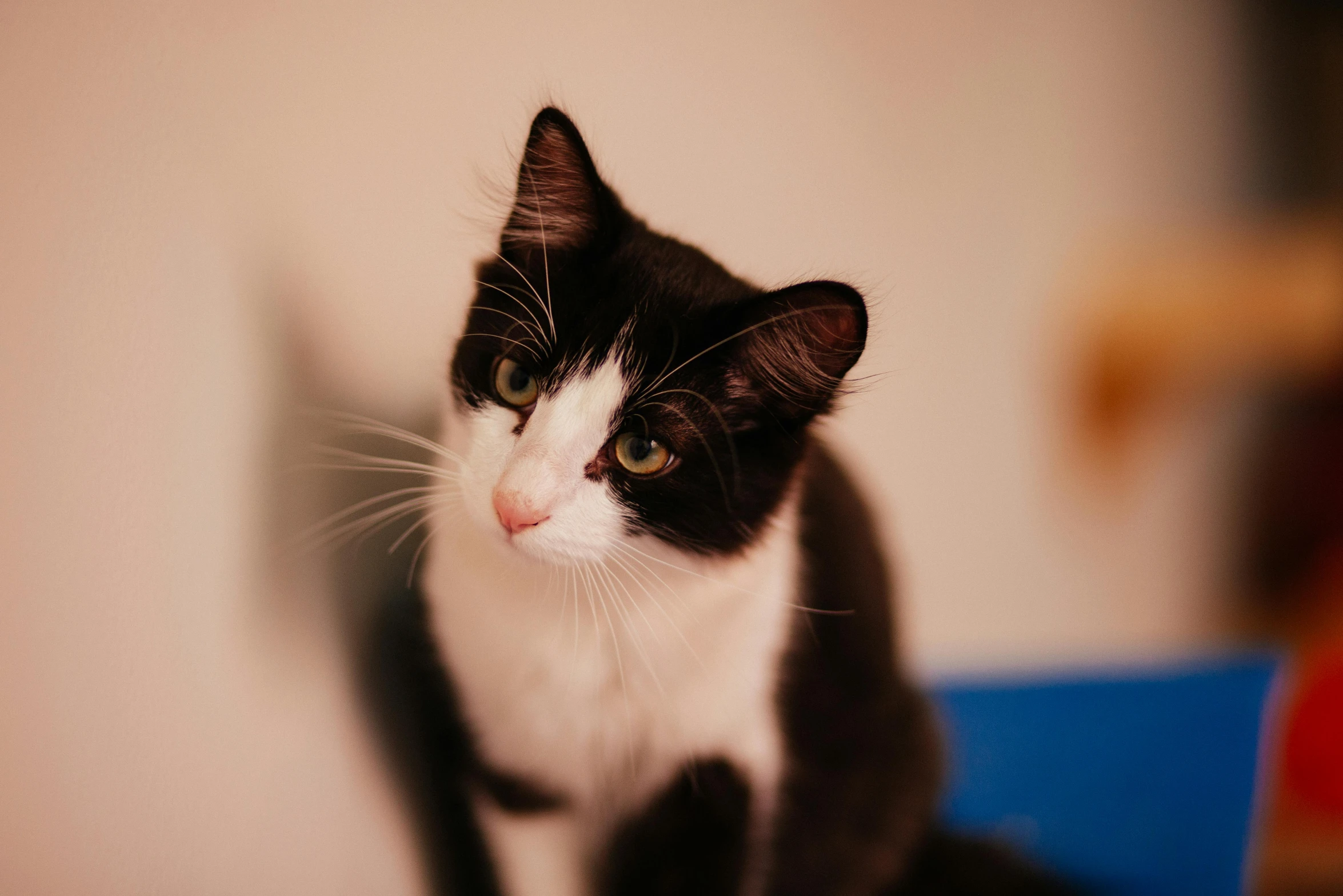 a black and white cat sitting on top of a table, unsplash, with a white nose, young male, recognizable, dapper