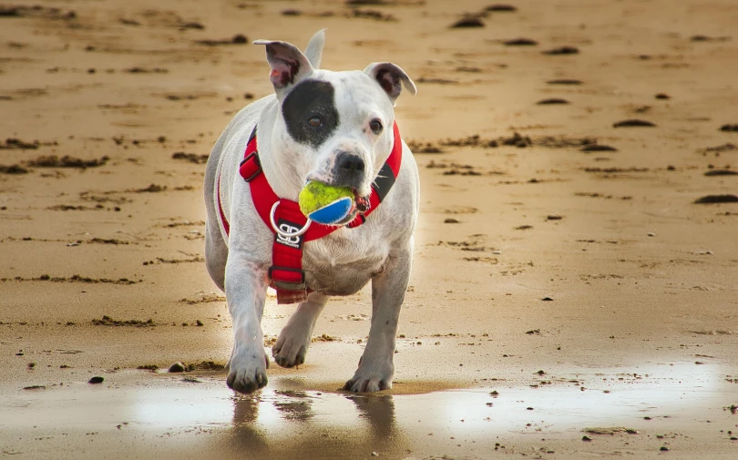 a dog running on the beach with a frisbee in its mouth, pexels contest winner, pitbull, holding a ball, harnesses and garters, youtube thumbnail