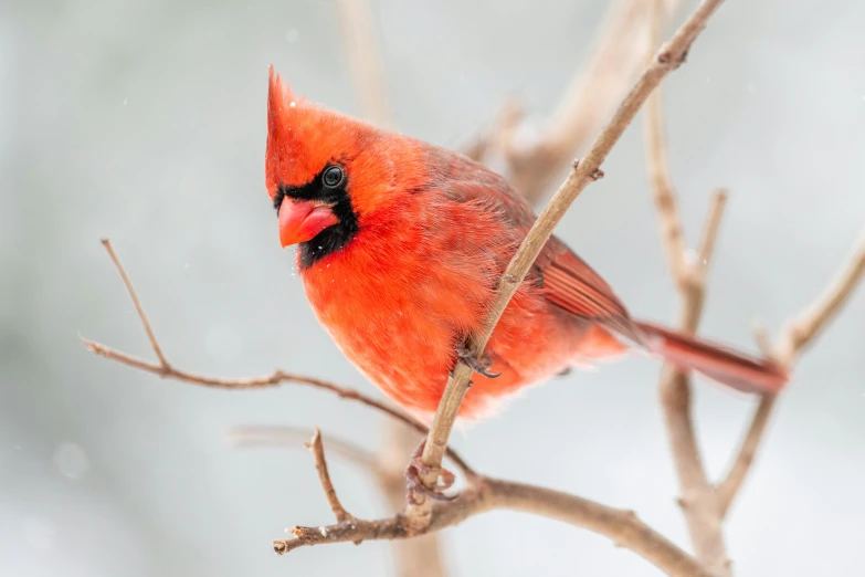 a red bird sitting on top of a tree branch, a portrait, by Greg Rutkowski, pexels contest winner, cold weather, on a canva, frontal pose, educational