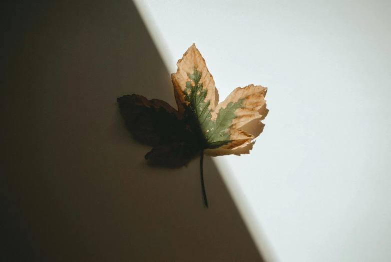 a close up of a leaf on a wall, trending on pexels, on a white table, shadow gradient, miniature product photo, brown