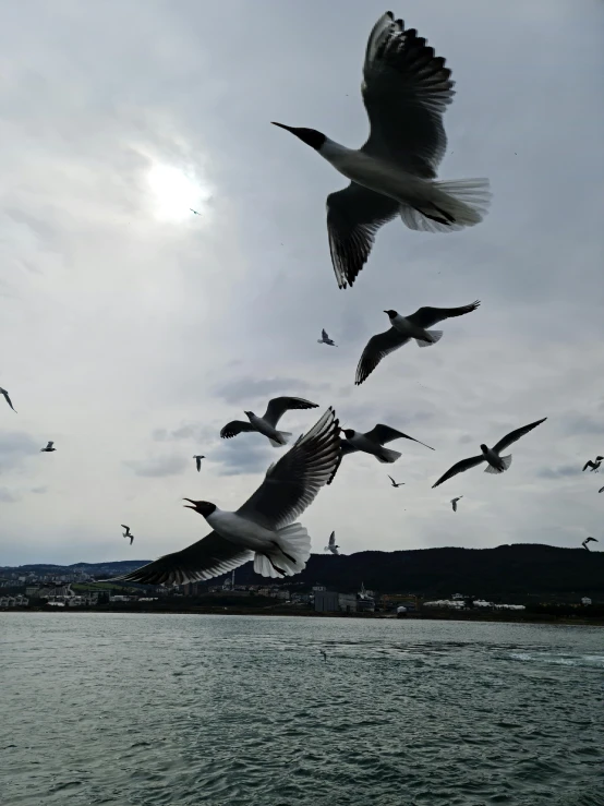 a flock of seagulls flying over a body of water, surrounding the city