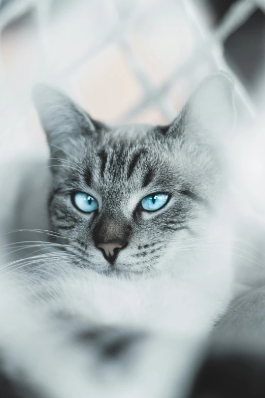 a close up of a cat with blue eyes, a black and white photo, trending on unsplash, renaissance, white grey blue color palette, icy, with glowing blue lights, grey mist