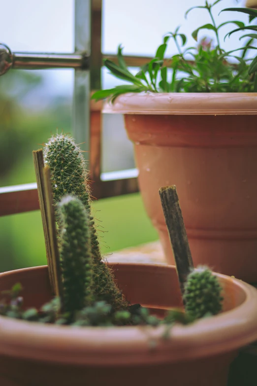 a couple of potted plants sitting on top of a window sill, pexels contest winner, made of cactus spines, garden setting, brown, telephoto shot