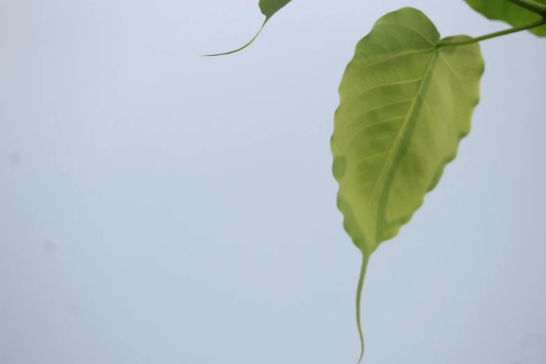 a close up of a leaf on a tree, unsplash, postminimalism, background image, clear sky, bhut jolokia, video