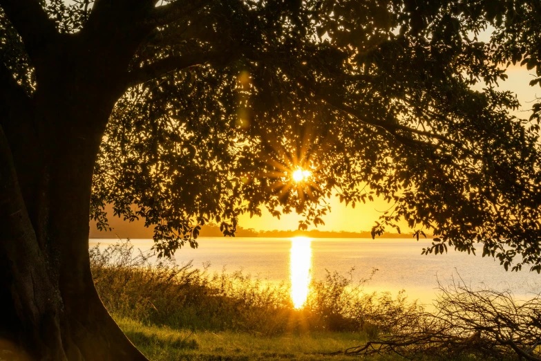 a very tall tree sitting in front of a lake