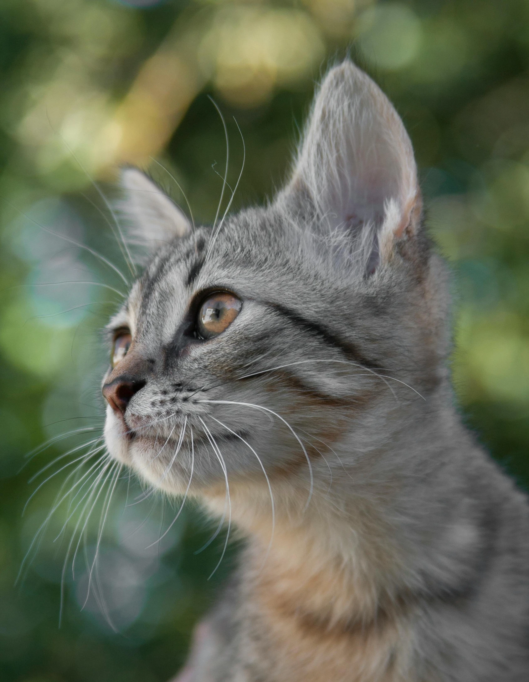 a close up of a cat with a blurry background, pexels contest winner, right side profile, short light grey whiskers, miniature kitten, an ai generated image