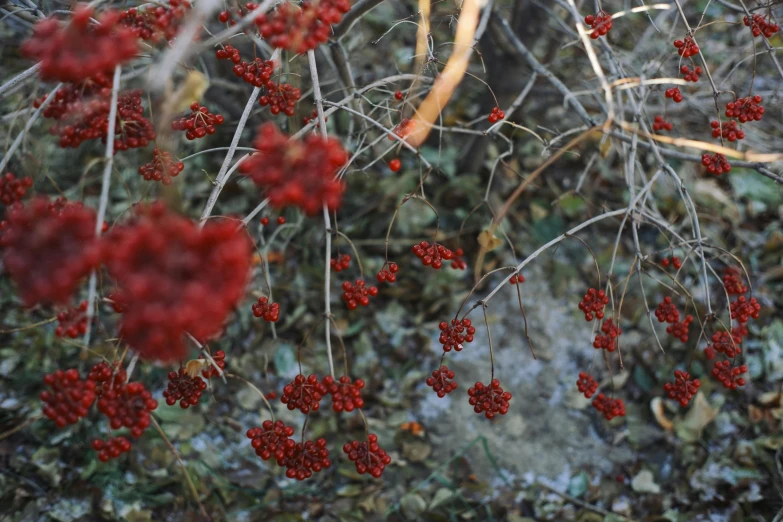 a bunch of red berries hanging from a tree, a digital rendering, pexels, land art, dried plants, brown, rot, grey