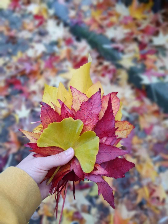 a person holding a bunch of leaves in their hand, red+yellow colours, # nofilter, 2019 trending photo
