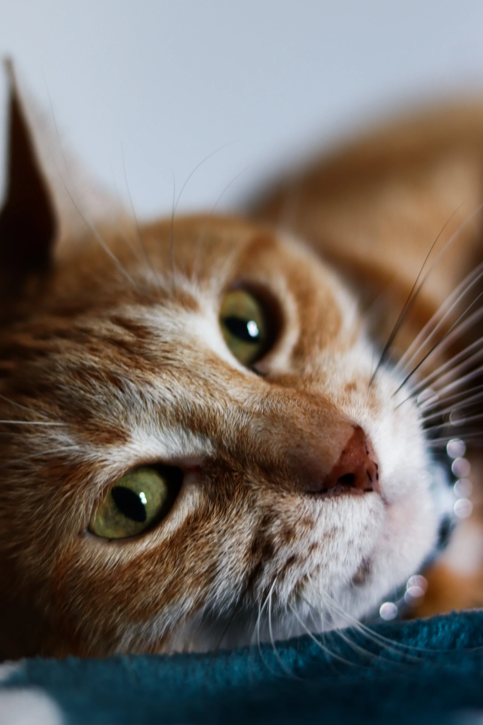 a close up of a cat laying on a blanket, facing the camera, an orange cat, zoomed in shots, ilustration