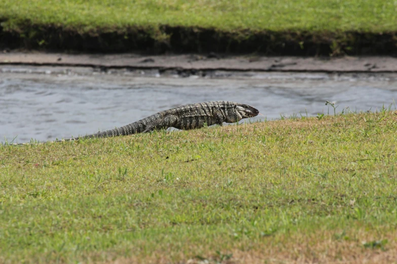 a large lizard sitting on top of a lush green field, on a riverbank, walking on grass, sydney park, conor walton