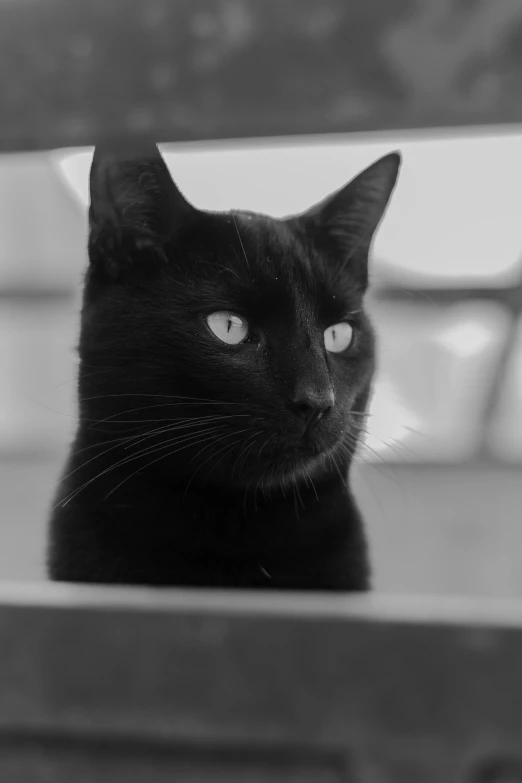 a black cat sitting on top of a wooden bench, a black and white photo, by Felix-Kelly, portrait of a sharp eyed, andrew tate, ((portrait)), portrait of a small
