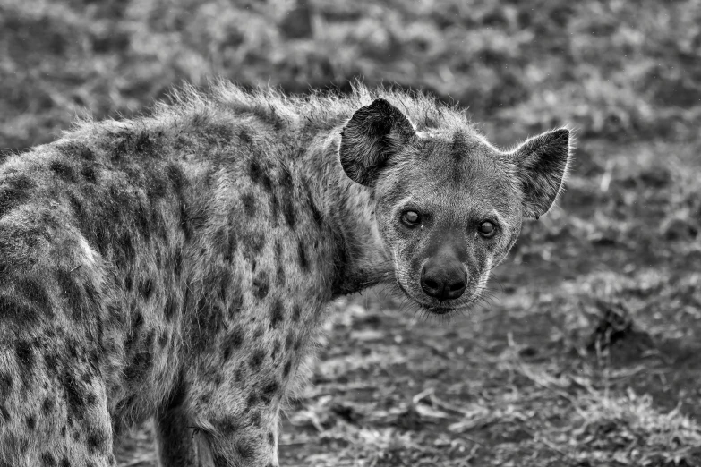 a black and white photo of a hyena, fine art, large friendly eyes, spotted, monochrome hdr, with pointy ears