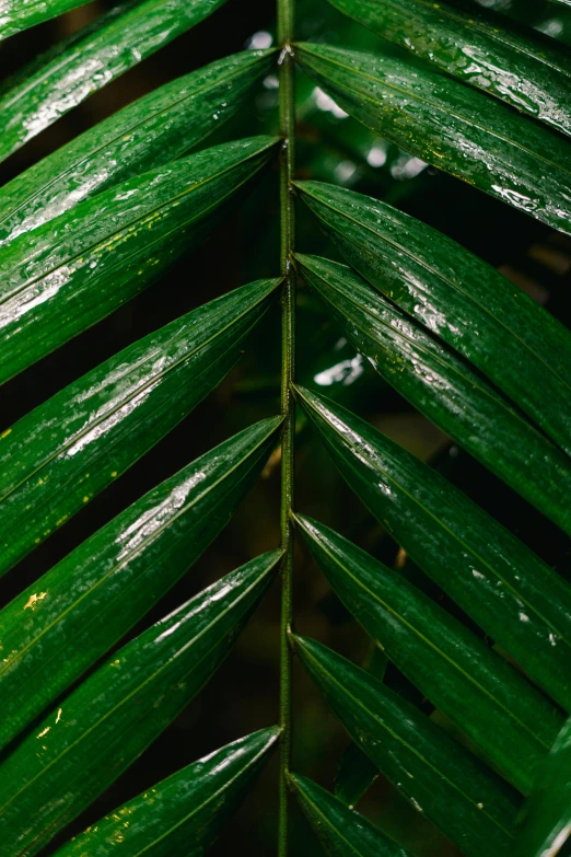 a green leaf with water droplets on it, trending on pexels, tropical palms, multiple stories, large tall, indoor