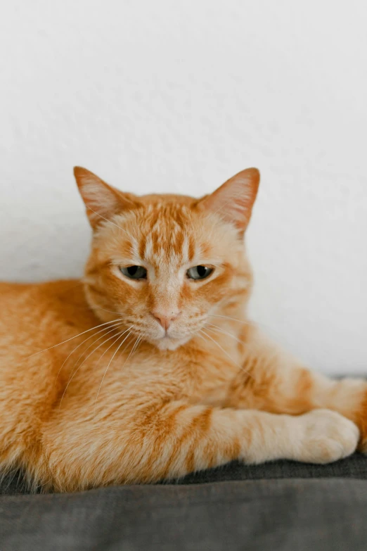 a close up of a cat laying on a bed, unsplash, an orange cat, on a pale background, looking confident, 王琛