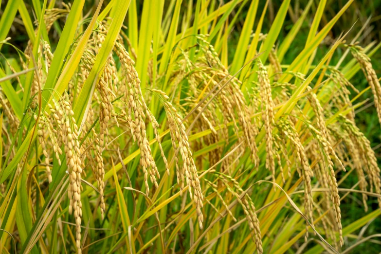 a close up of a field of rice, by Maeda Masao, pixabay, sōsaku hanga, sukkot, square, photo taken with sony a7r, kerala motifs