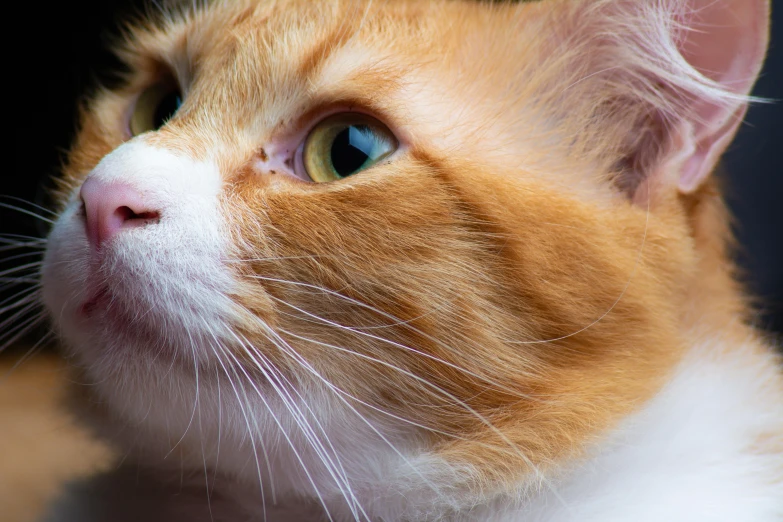 a close up of a cat with blue eyes, an album cover, by Julia Pishtar, unsplash, ginger cat in mid action, multicoloured, looking from side, closeup 4k