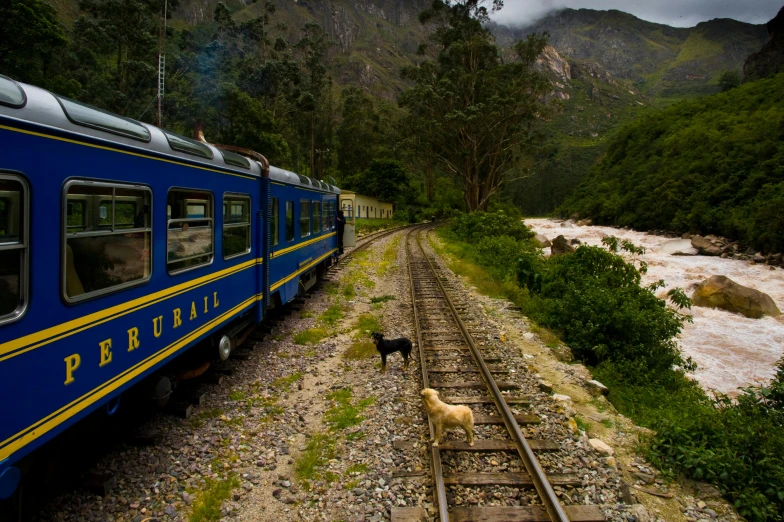 a train traveling down train tracks next to a river, hurufiyya, blue and yellow fauna, square, andes, avatar image