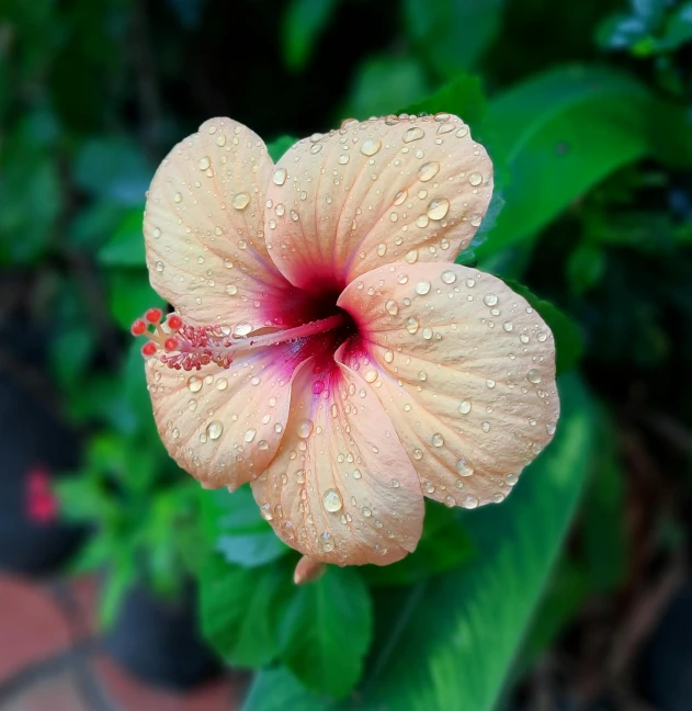 a close up of a flower with water droplets on it, by Josh Bayer, pexels contest winner, hurufiyya, baroque hibiscus queen, nice slight overcast weather, high angle view, tropical houseplants