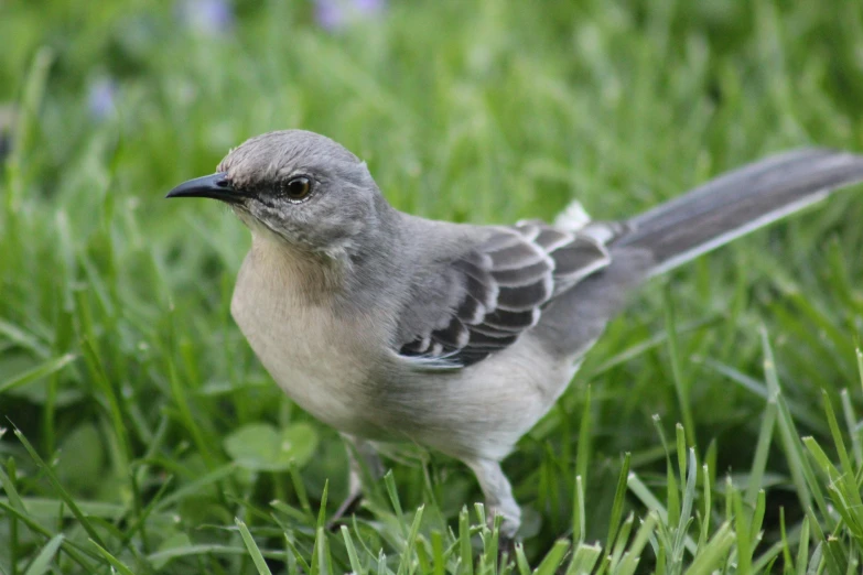 a small bird standing on top of a lush green field, short light grey whiskers, a blond, crouching, gardening