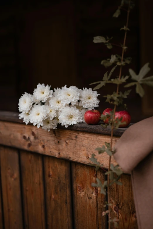 a bunch of white flowers sitting on top of a wooden fence, a still life, inspired by Henri Harpignies, unsplash, red apples, portrait image, indoor picture, chrysanthemum eos-1d