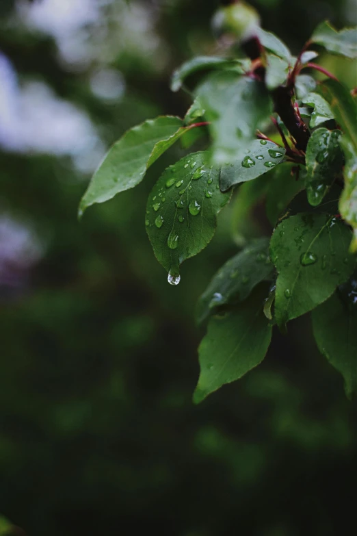 a close up of a tree with water droplets on it, an album cover, trending on unsplash, renaissance, overgrown foliage, tears, lo fi, background image