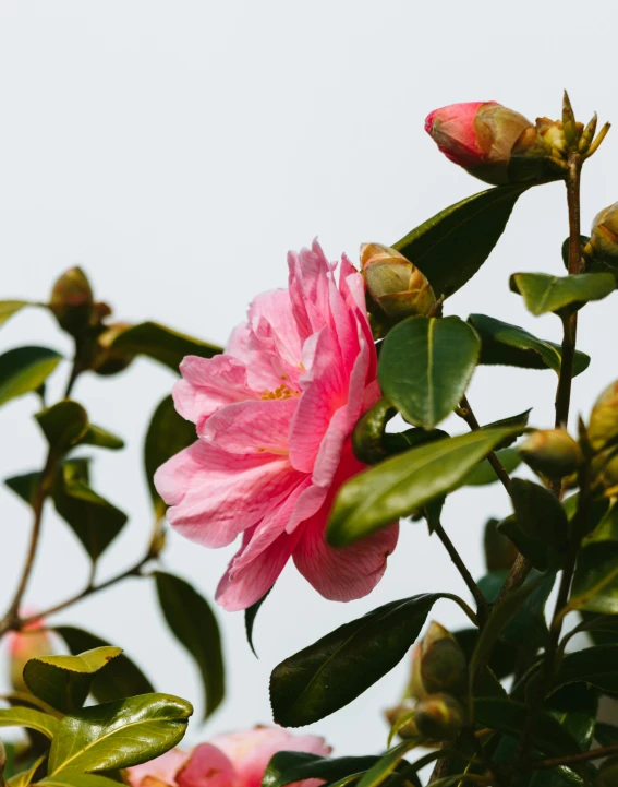 a large pink flower with green leaves