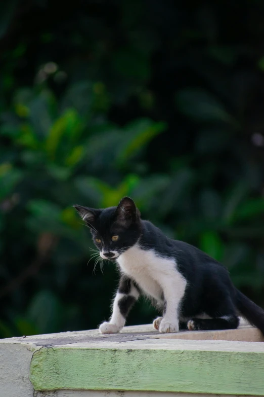 a black and white cat sitting on top of a building, on a table, on a tree