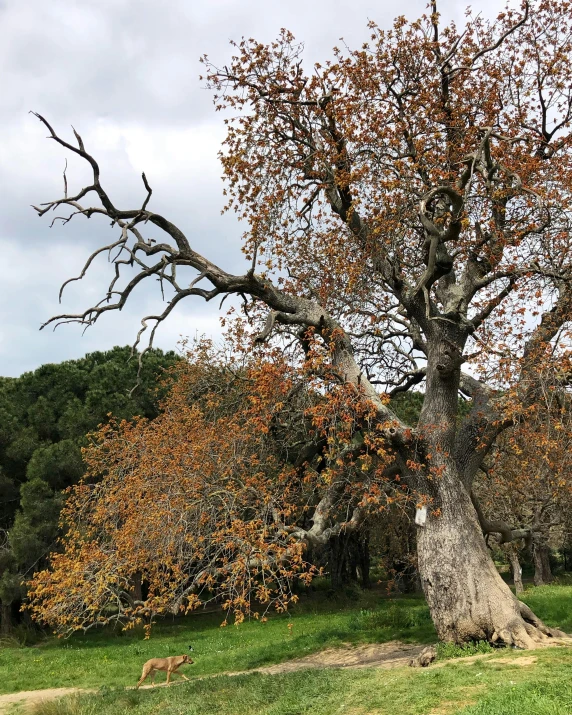 a large tree sitting on top of a lush green field, weathered olive skin, vibrant but dreary orange, “ iron bark, instagram photo