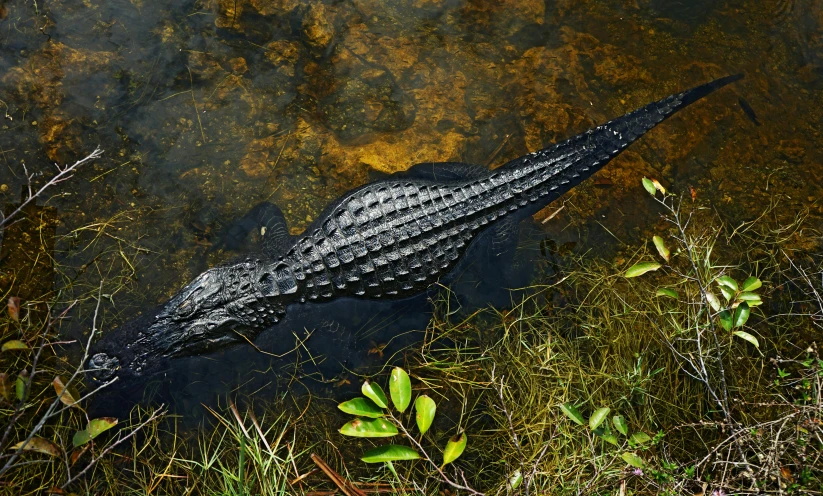 a close up of an alligator in a body of water, an album cover, by Carey Morris, pexels contest winner, on a riverbank, “ iron bark, black, a high angle shot