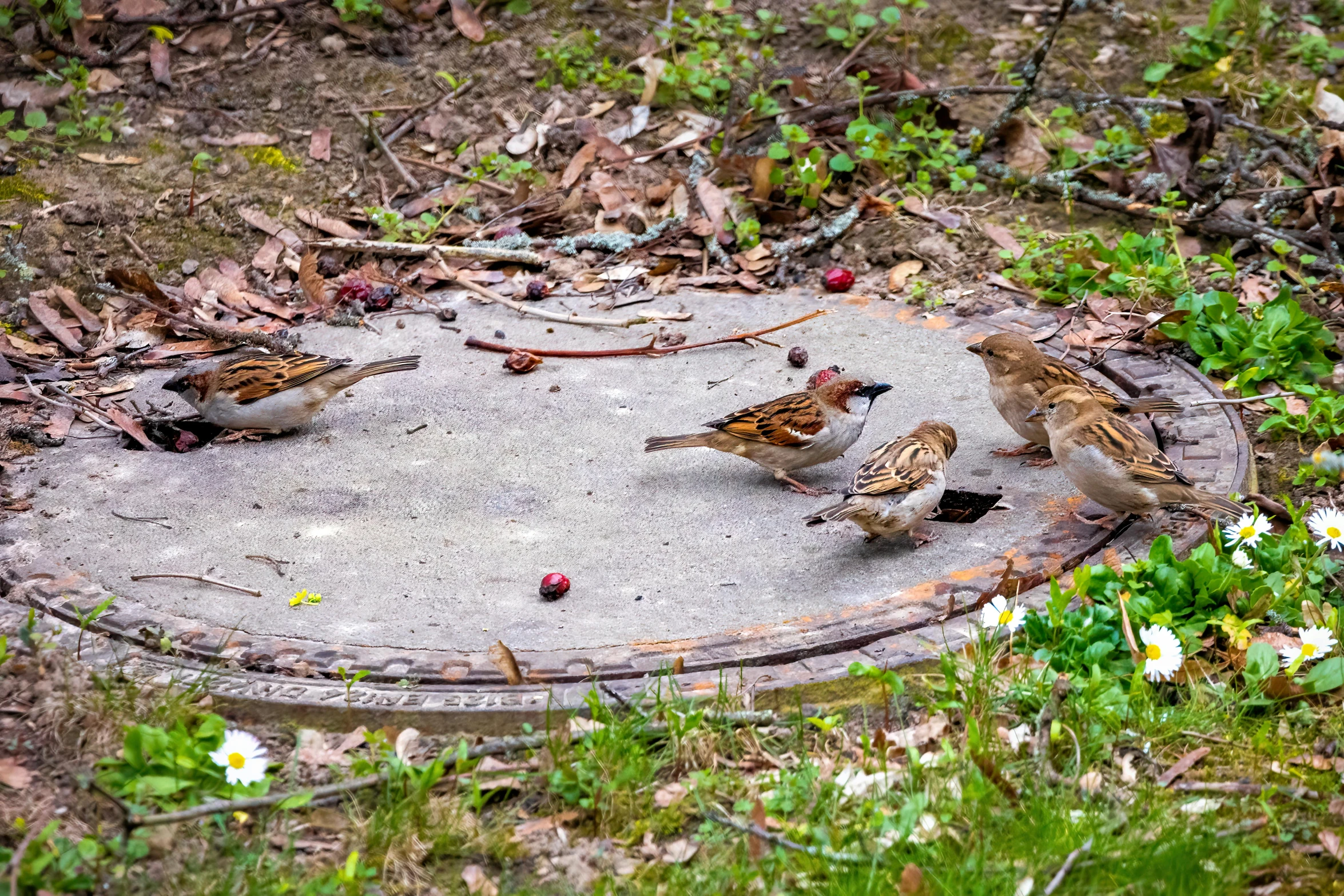 a group of birds standing around a manhole, in the garden, hyperrealistic sparrows, 2022 photograph, illustration »