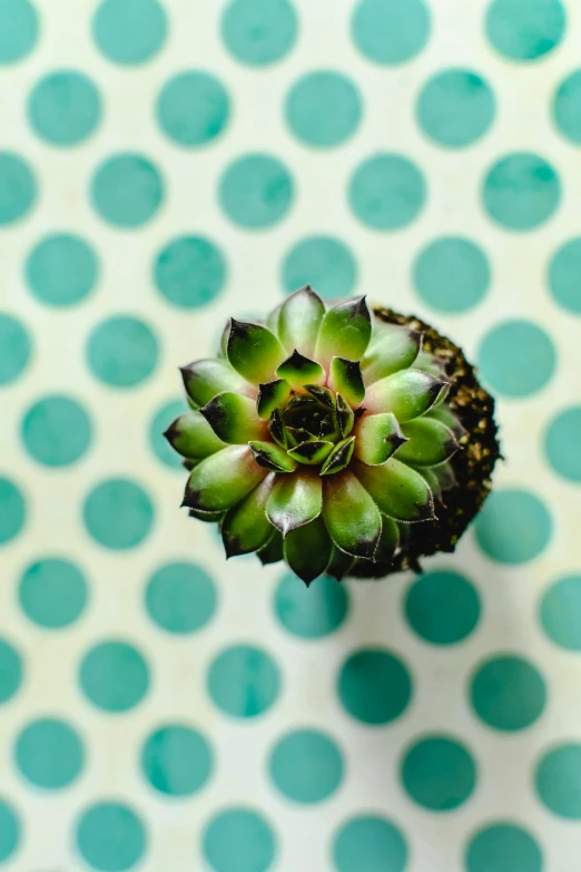 a small green plant sitting on top of a table, by Jessie Algie, unsplash, pop art, polka dot, looking down from above, artichoke, tiled
