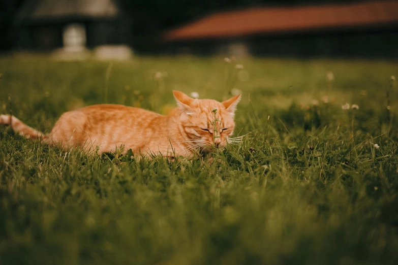 a cat that is laying down in the grass, by Julia Pishtar, pexels contest winner, orange hue, in a open green field, hd footage, various posed