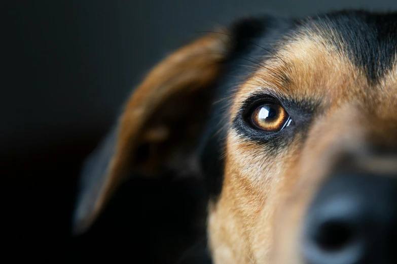 a close up of a dog's face with a blurry background, unsplash, photorealism, worm\'s eye view, multiple stories, manuka, black